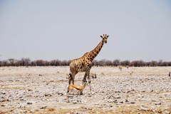 Etosha National Park