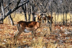 Etosha National Park