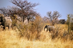 Etosha National Park