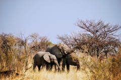 Etosha National Park