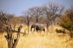 Etosha National Park