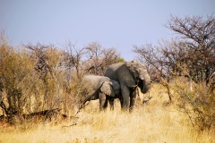 Etosha National Park