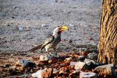 Etosha National Park