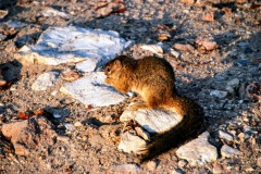 Etosha National Park