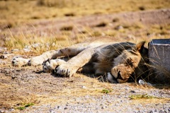 Etosha National Park