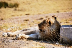Etosha National Park