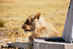 Etosha National Park