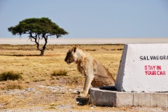 Etosha National Park