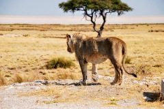 Etosha National Park