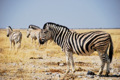 Etosha National Park