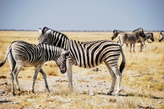 Etosha National Park