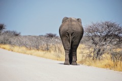 Etosha National Park