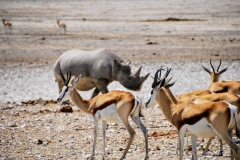 Etosha National Park