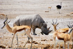 Etosha National Park