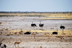 Etosha National Park