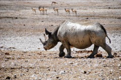 Etosha National Park