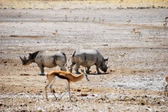 Etosha National Park