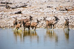 Etosha National Park