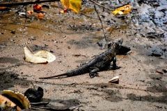 Parque Nacional Coiba