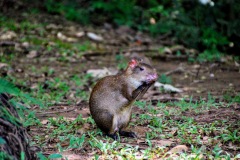 Parque Nacional Coiba